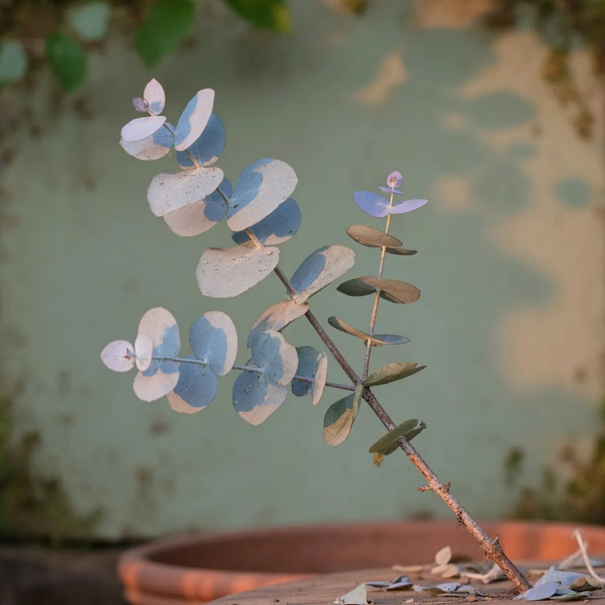 A branch of Argyle apple eucalyptus displaying its round, silvery-blue young leaves against a soft green background.