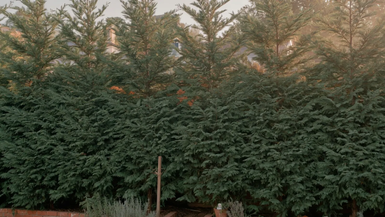 A row of tall, dense evergreen trees forming a natural privacy screen in a residential garden.