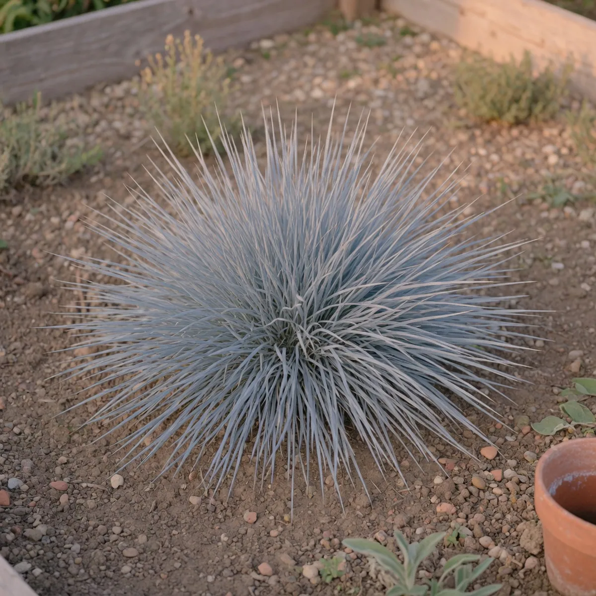 A clump of blue fescue grass displaying its characteristic radiating grayish-blue blades in a garden bed.