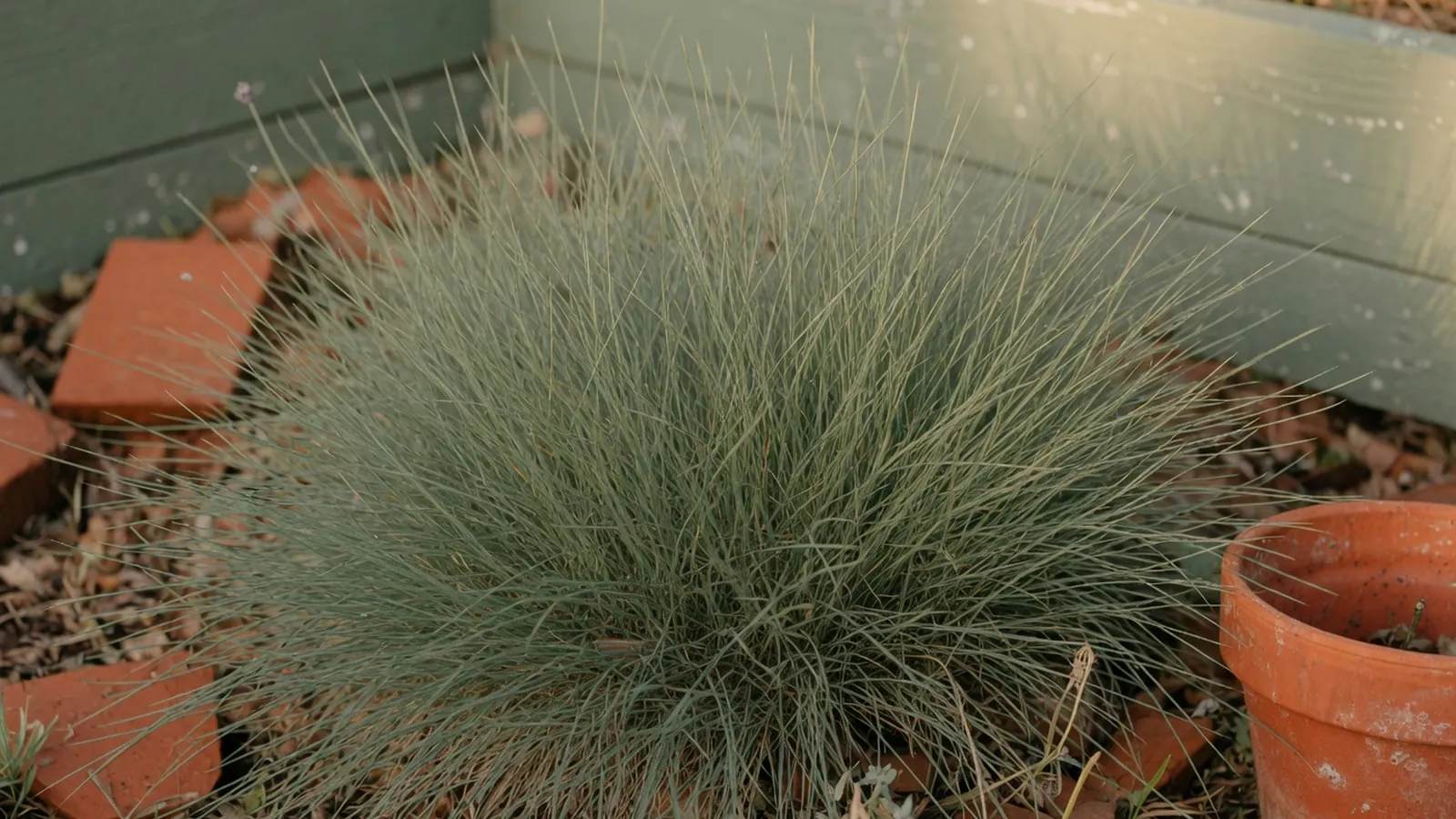 A close-up view of healthy fescue grass blades in a well-maintained garden setting.