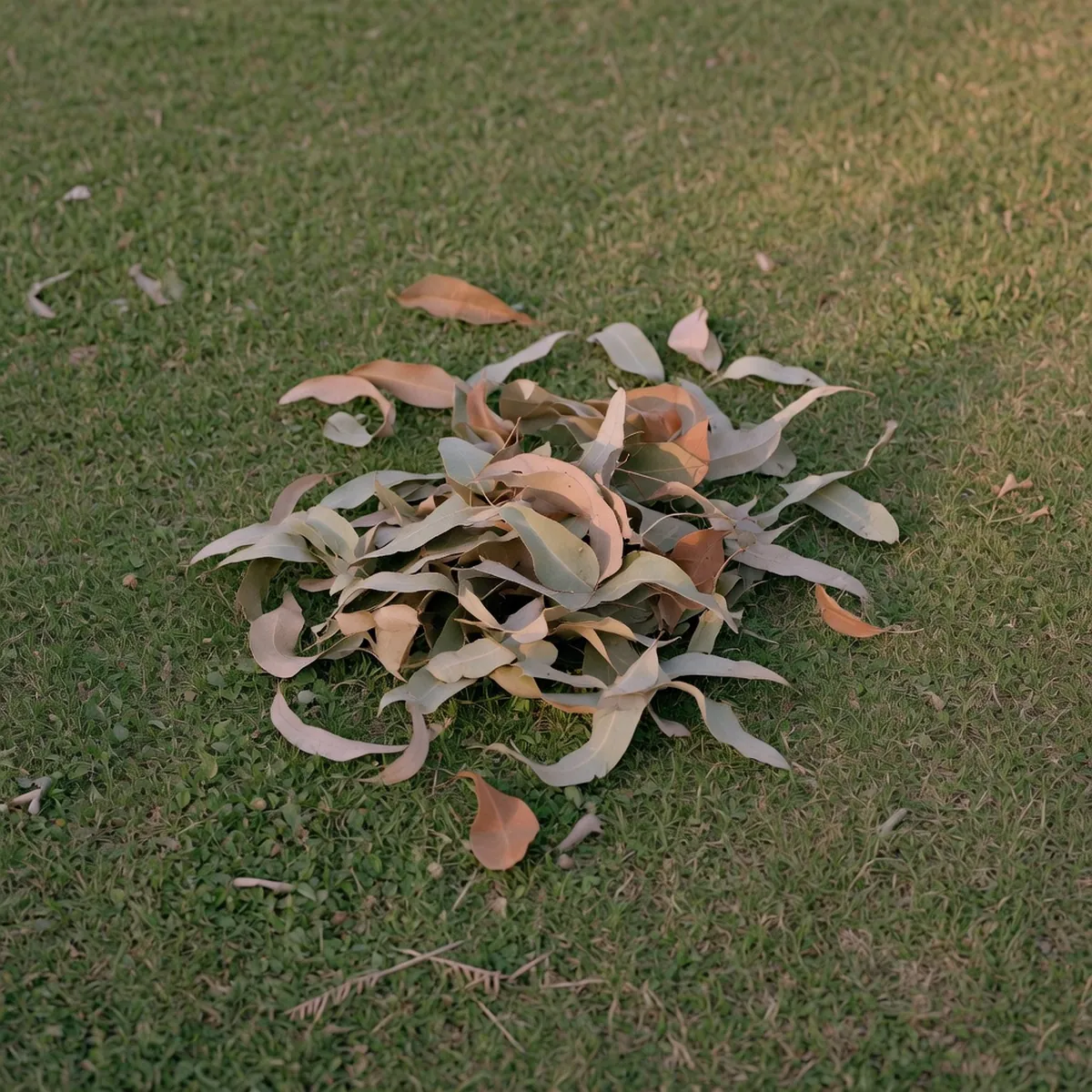 A cluster of dried eucalyptus leaves resting on a green lawn.