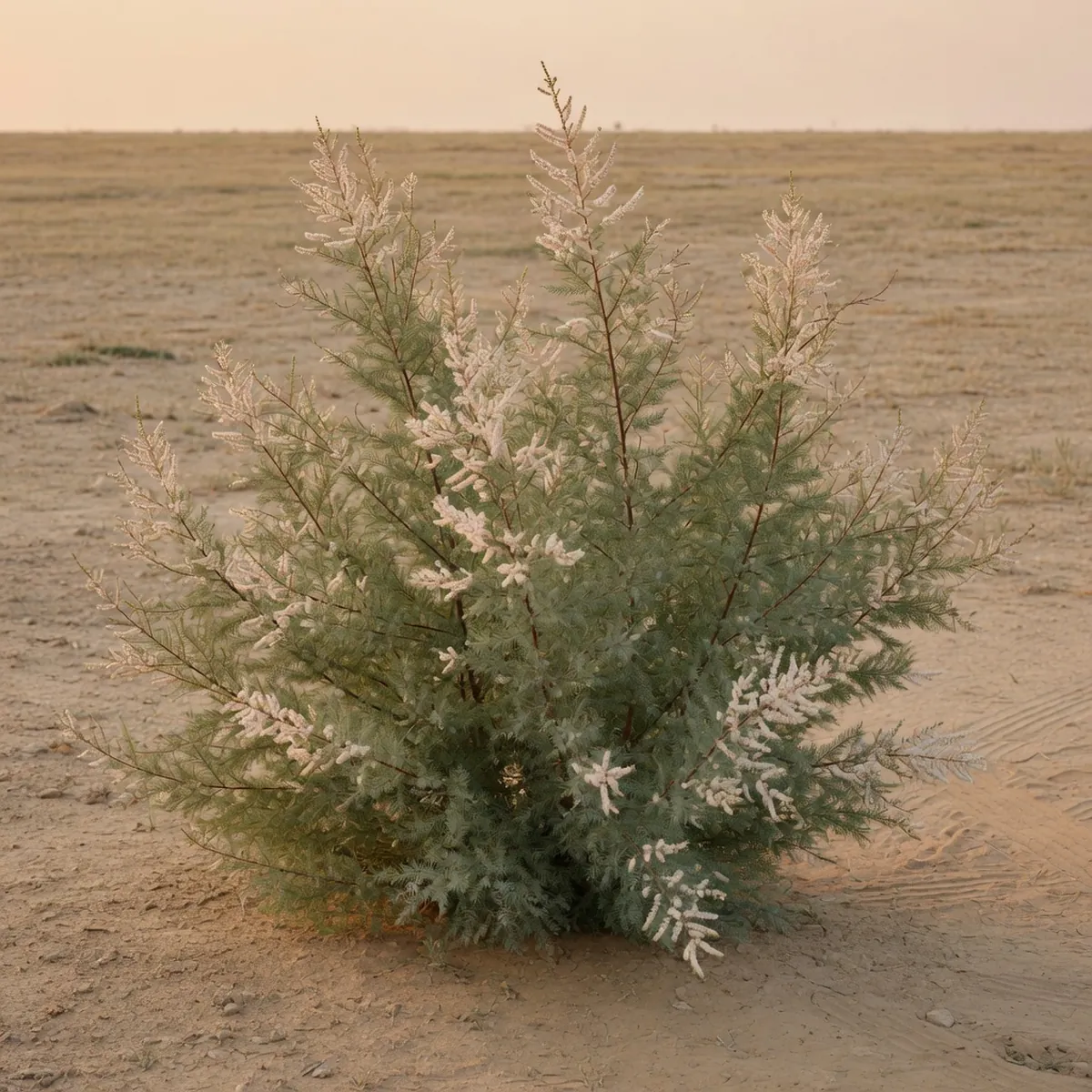A tamarisk shrub with small scaly leaves and pale flowers growing in the Gobi desert.