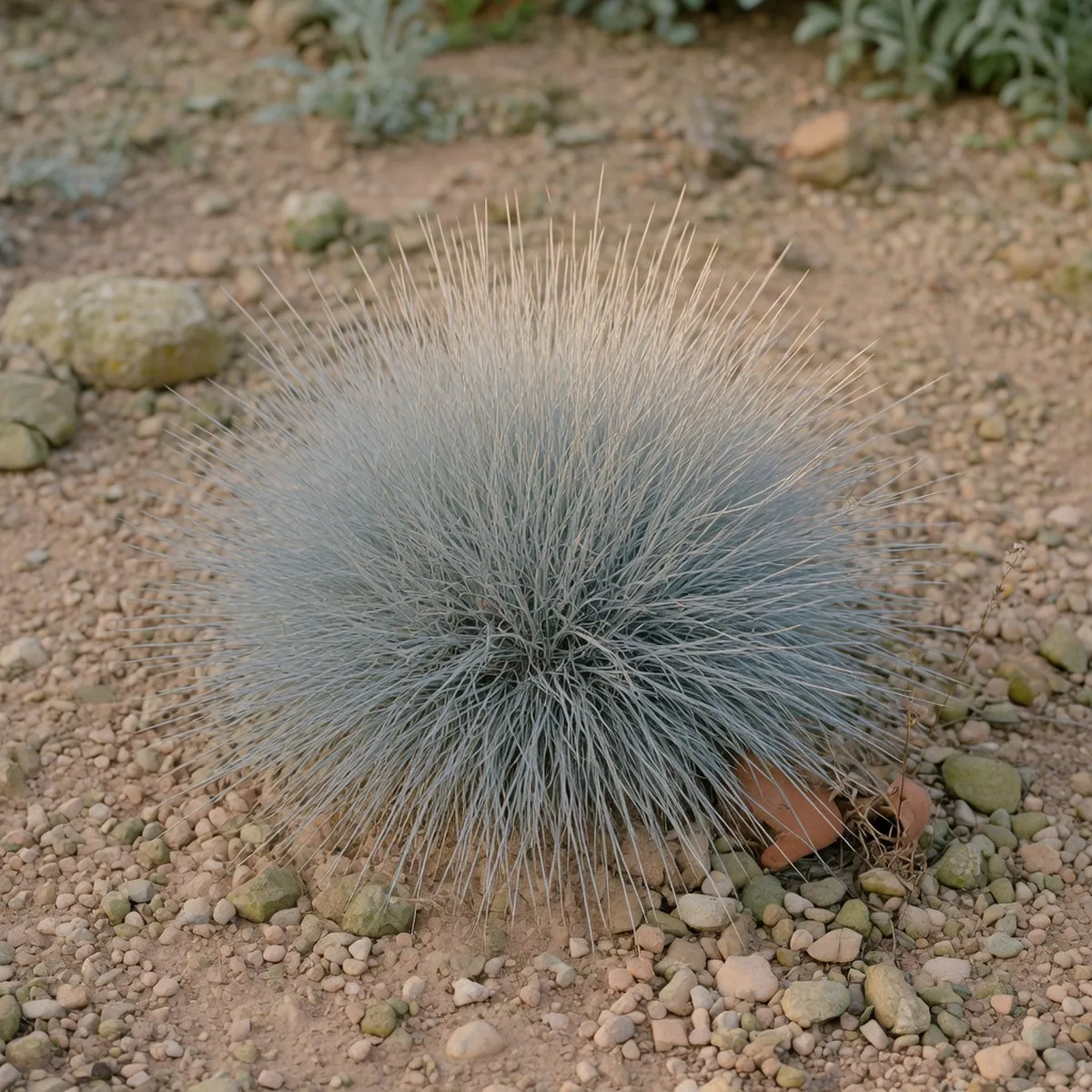 A low-growing clump of blue fescue grass displaying pale blue-gray foliage in arid soil.