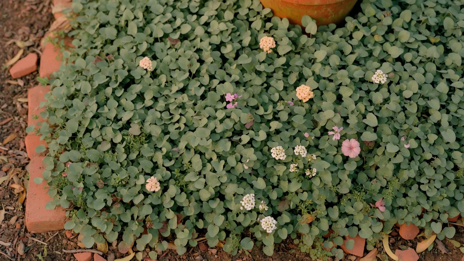 A dense mat of low-growing leafy ground cover plants spreads across a garden bed with a few small flowers and soft natural light.