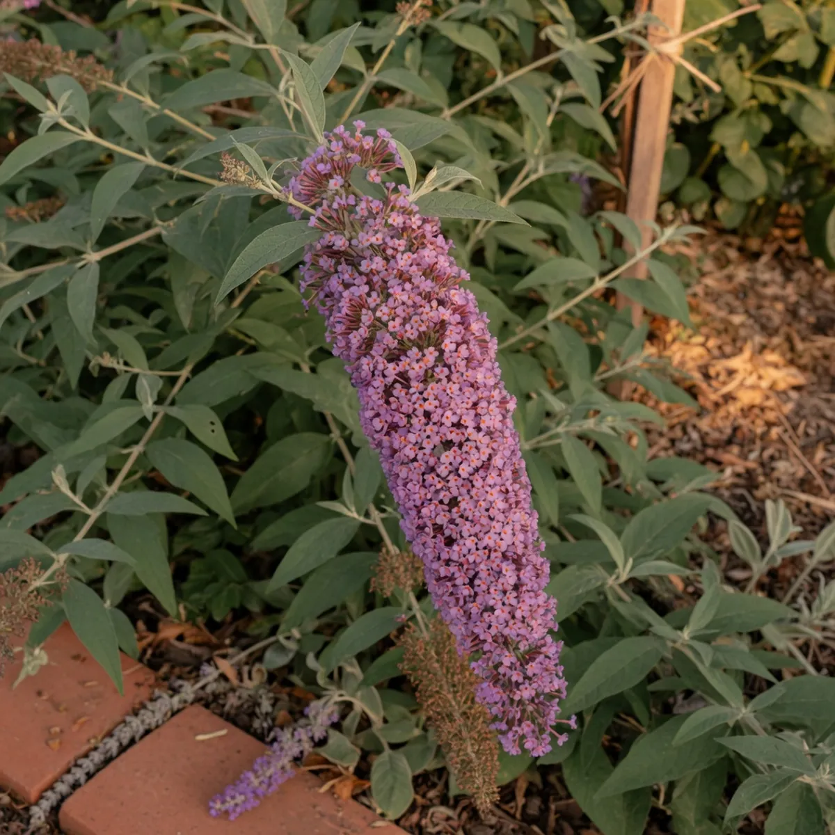 A close-up of a butterfly bush displaying a long spike of densely packed purple and pink flowers against soft green foliage.