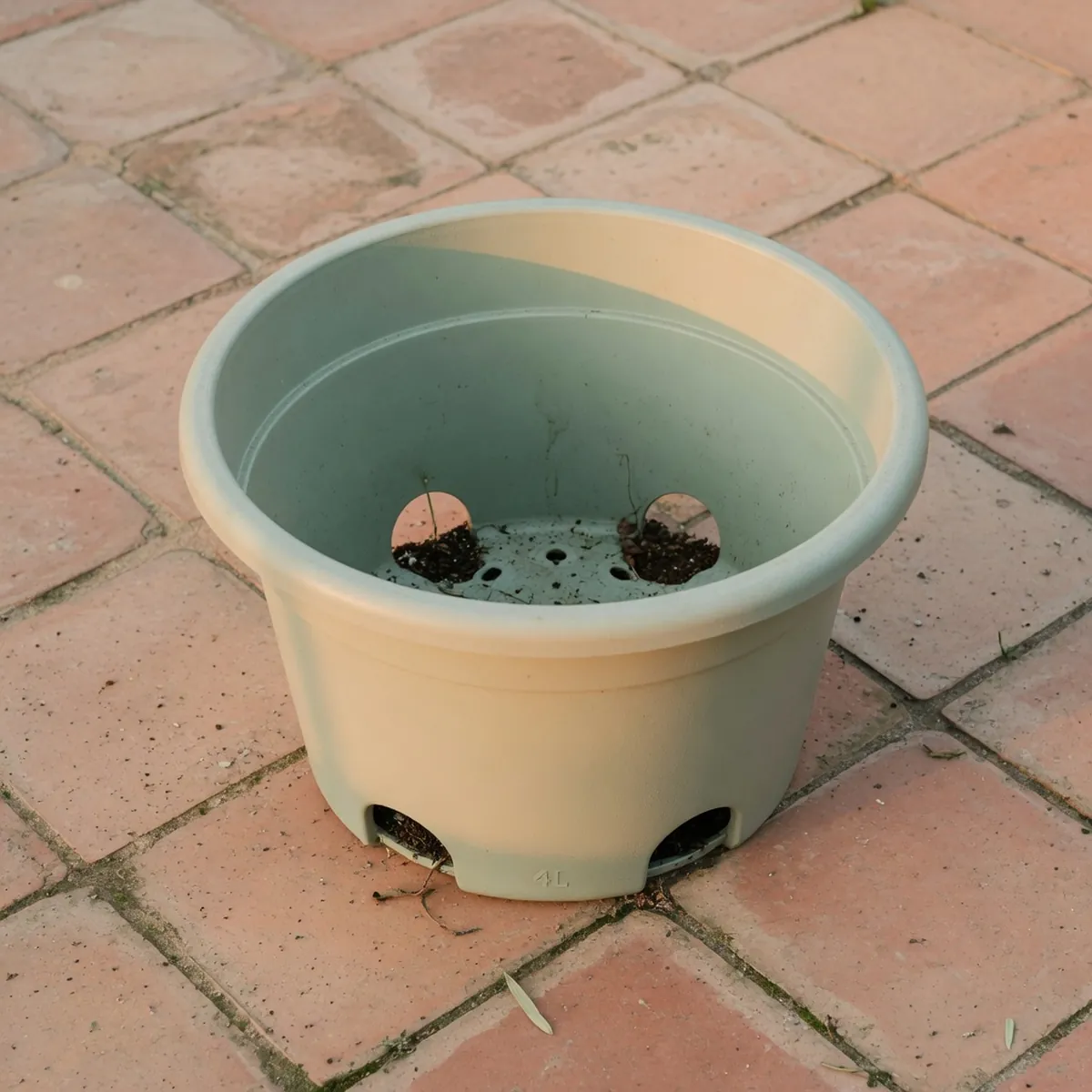 A wide plastic pot with drainage holes ready for container raspberry planting.