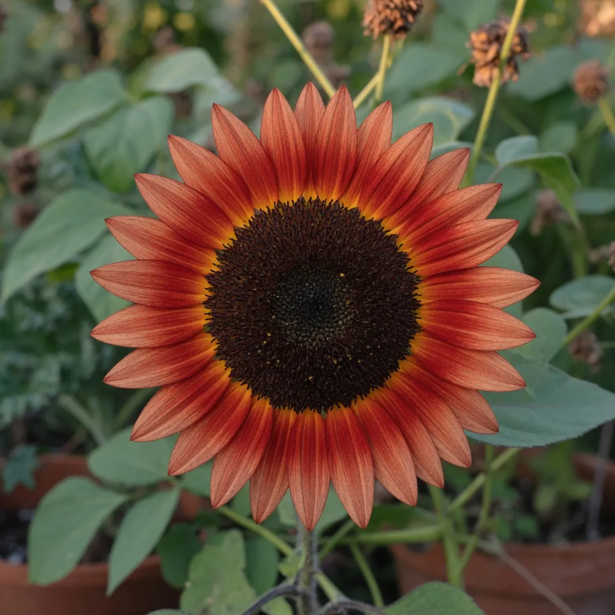 A close-up of a sunflower head displays bright red and orange petal rings around a dark center.