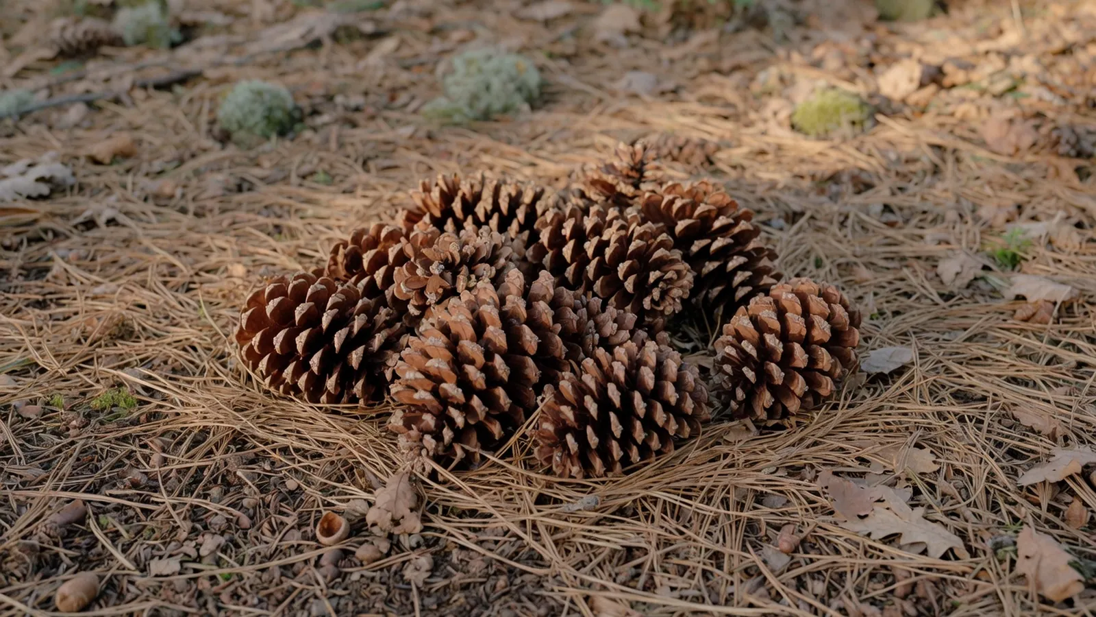 A cluster of mature brown pine cones resting on a bed of dry pine needles and forest soil.