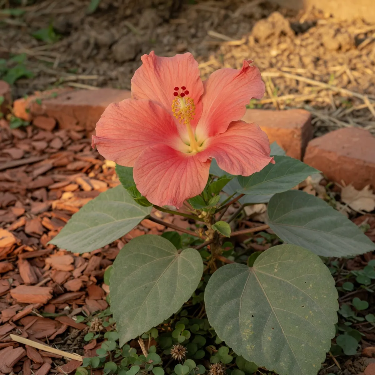 A large, papery-thin hibiscus bloom in full color surrounded by heart-shaped green leaves in a garden bed.