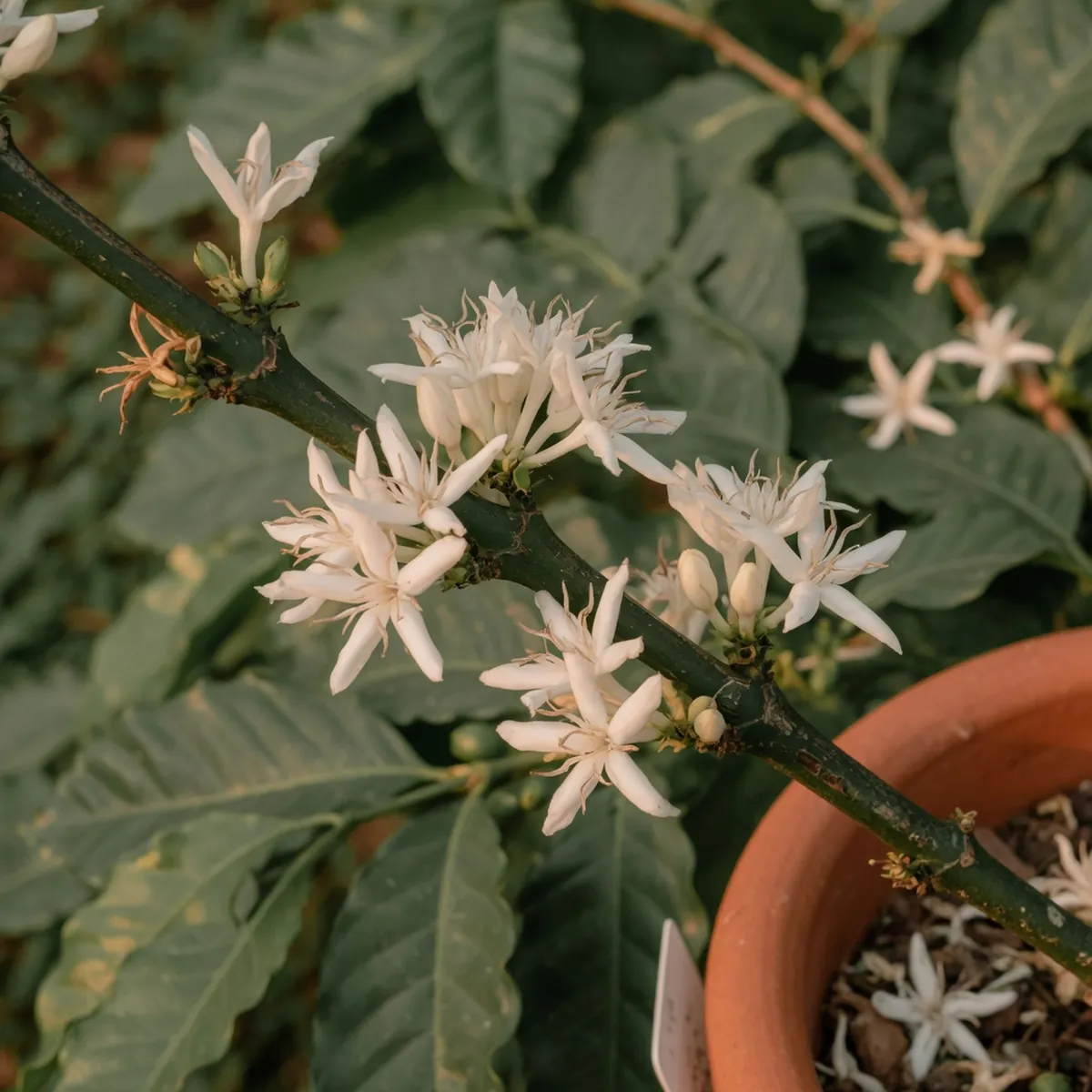 Delicate white coffee blossoms clustered on a dark green branch against a soft-focus leafy background.