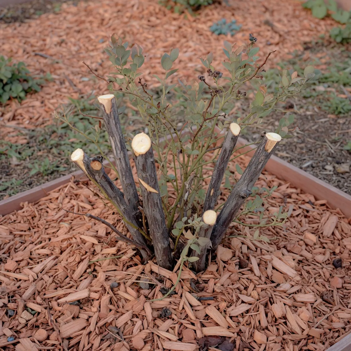 A pruned blueberry bush with clean cuts on older canes surrounded by wood chip mulch.