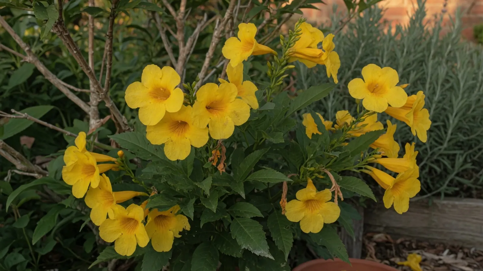 A cluster of bright yellow trumpet-shaped flowers blooming on a garden shrub with dark green foliage.