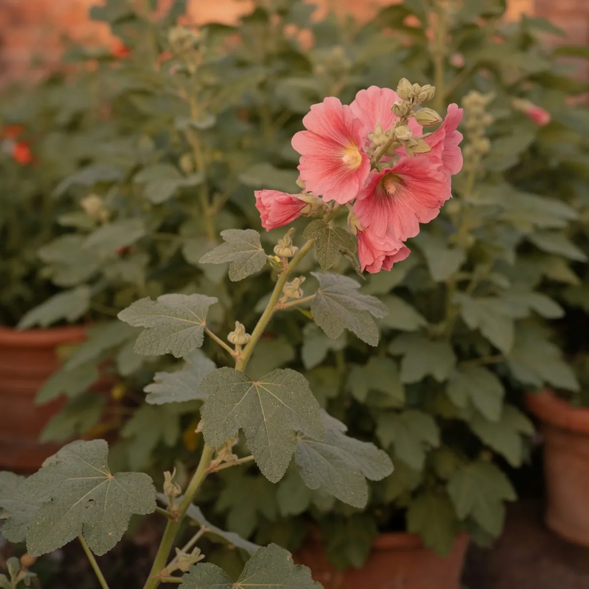 A hollyhock stem featuring large lobed leaves and a cluster of pink flowers.