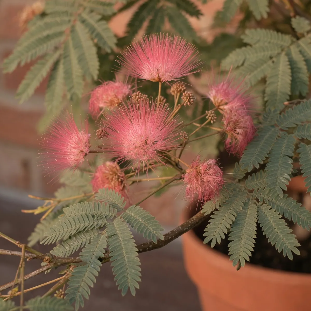 A mimosa branch displaying clusters of vibrant pink powder-puff flowers and finely divided leaves.