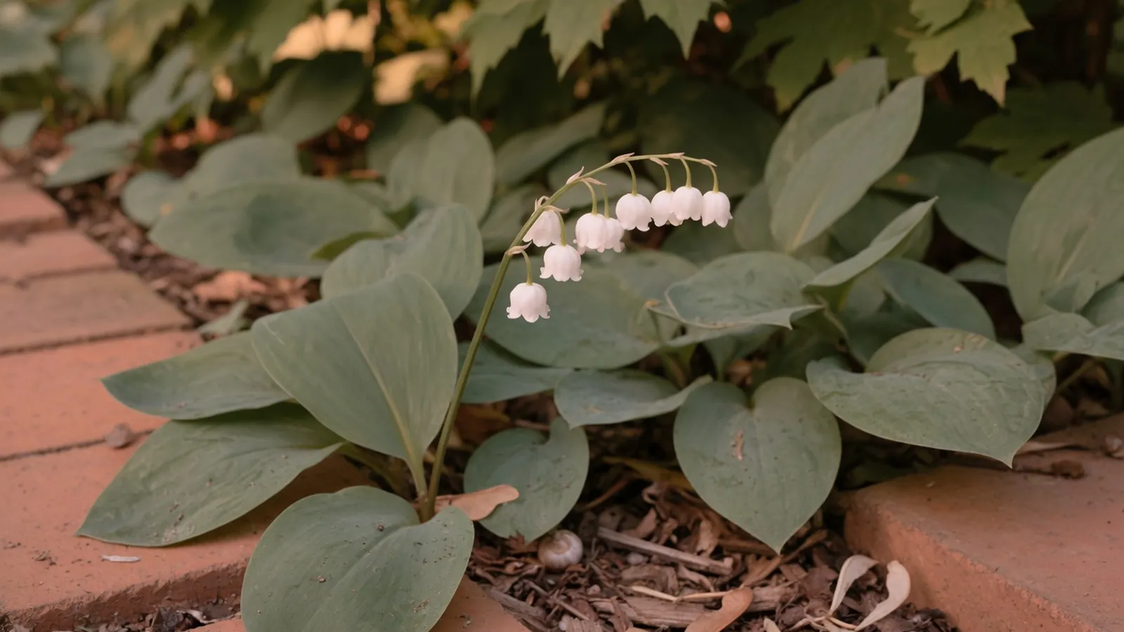 A cluster of small white bell-shaped flowers drooping from a slender green stem surrounded by broad foliage in a shaded garden bed