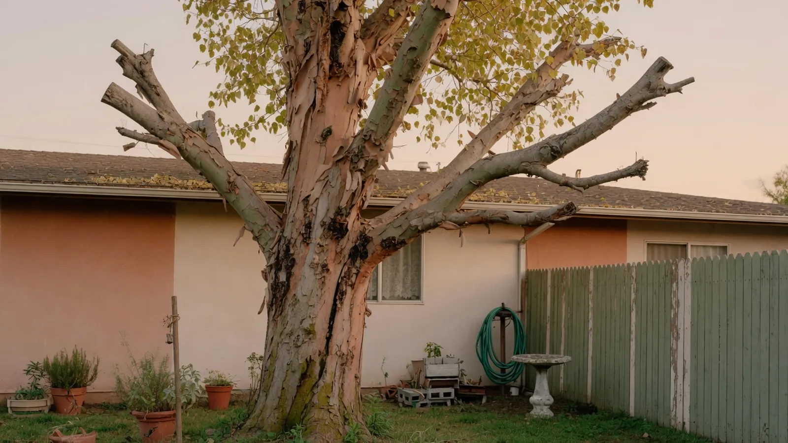 A diseased tree stands in a residential yard requiring careful removal.