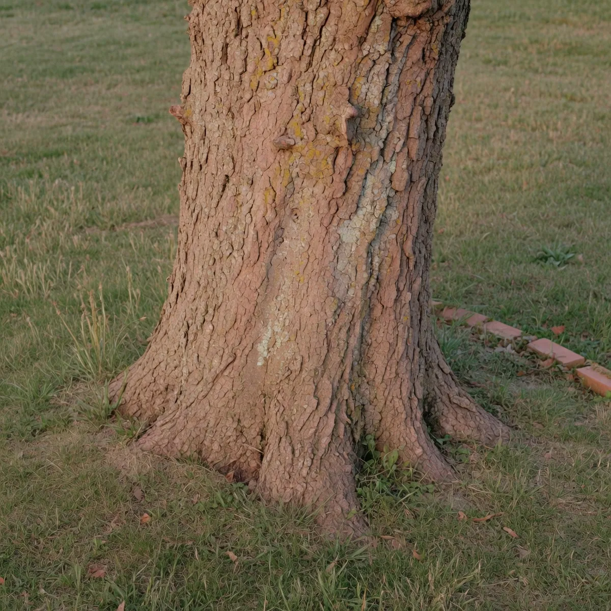 A large, weathered tree trunk with visible bark texture standing in a grassy yard.