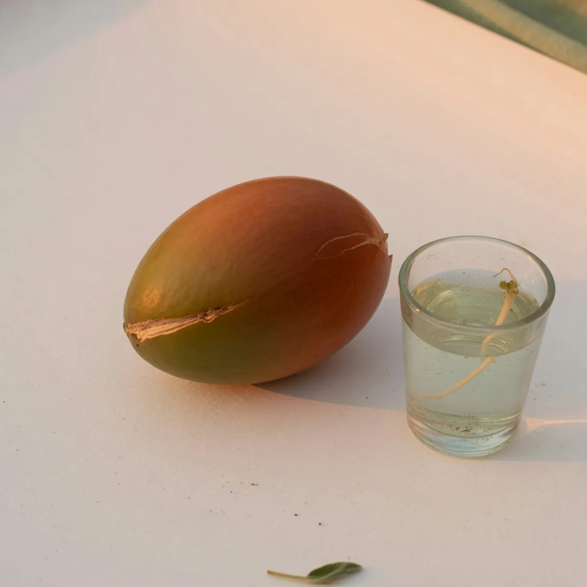 A large, smooth avocado pit resting on a clean white surface next to a small glass of water.