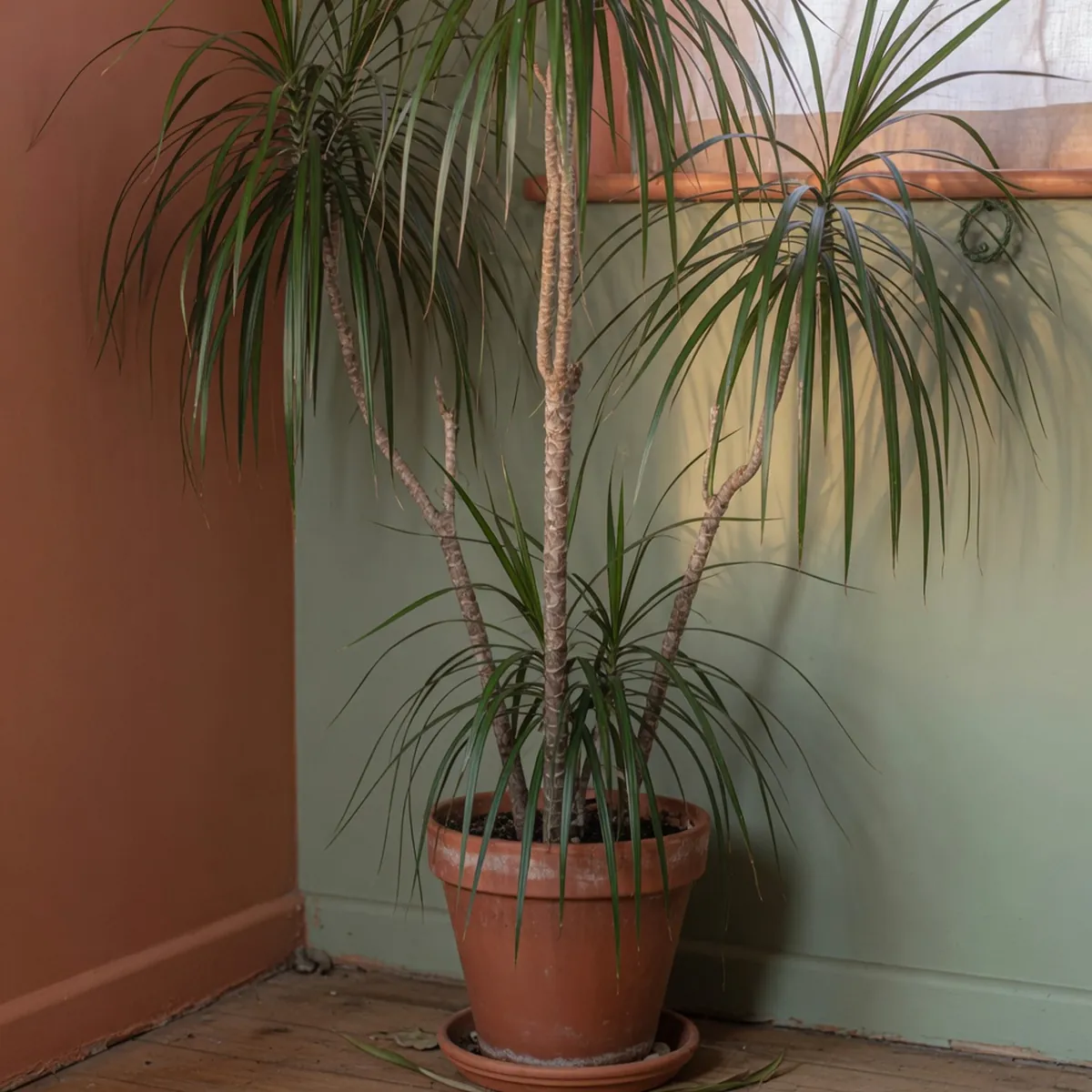 A mature Dracaena marginata plant displaying its characteristic slender woody stems and arching narrow leaves.
