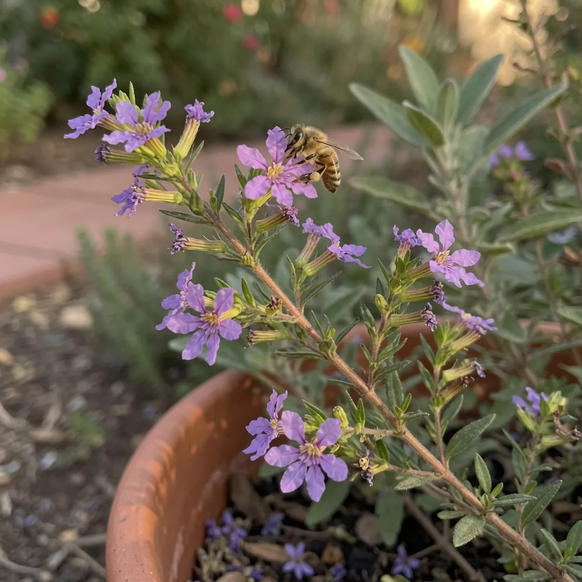 A close-up of a Mexican heather branch with small lavender flowers visited by a bee.