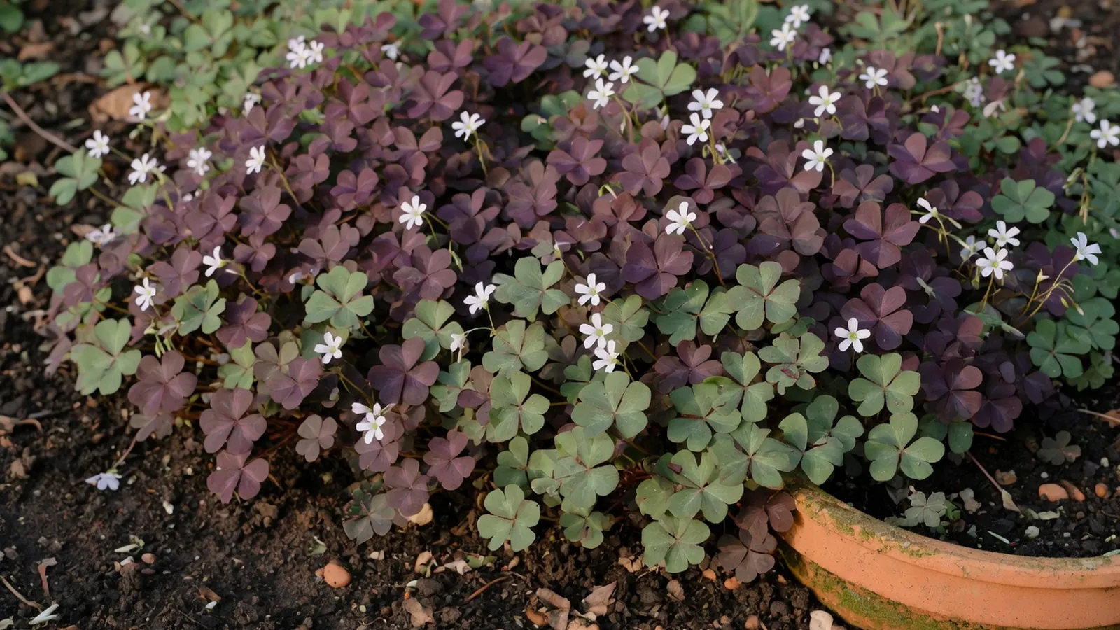 A vibrant display of purple and green oxalis foliage blooming in a well-lit garden bed.