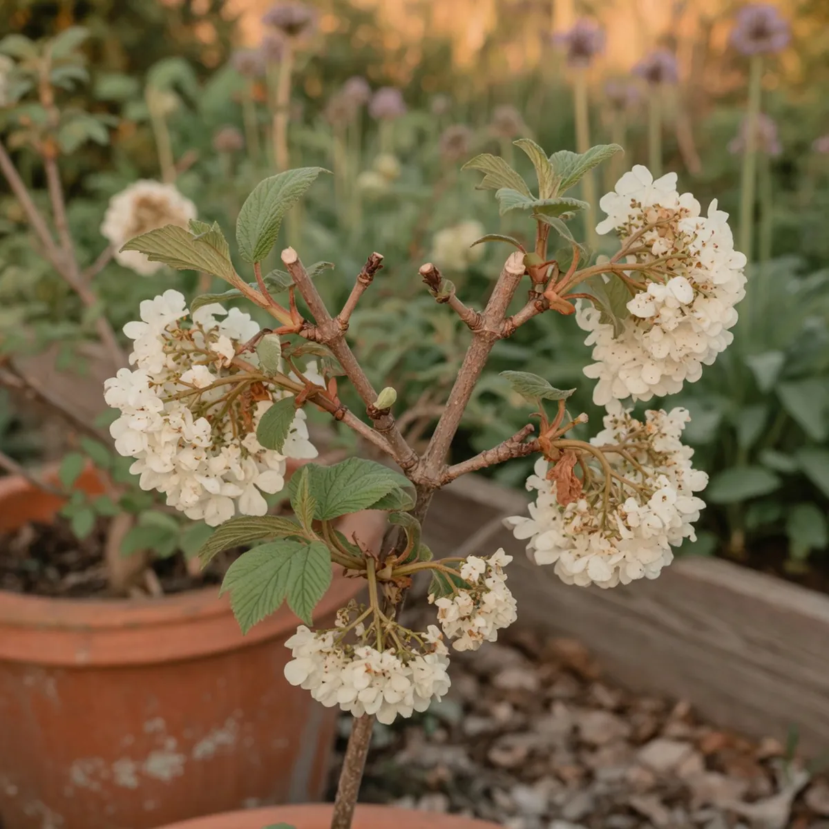 A snowball viburnum branch displaying spent white flower clusters alongside fresh green foliage and pruned woody stems.