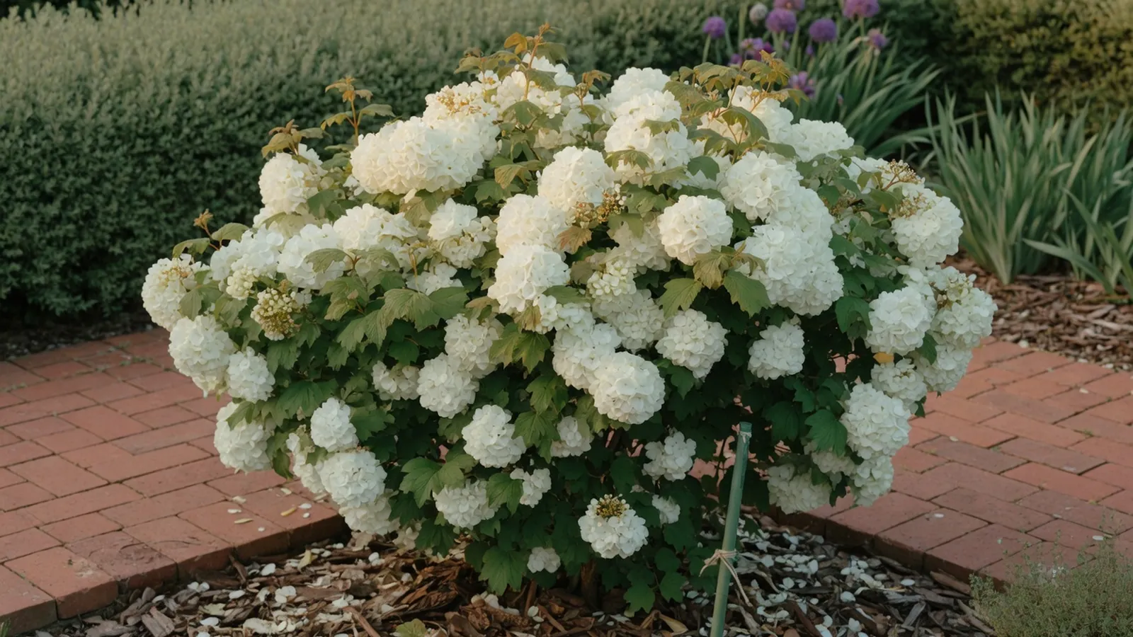 A snowball viburnum shrub displaying large spherical clusters of white flowers among green leaves.