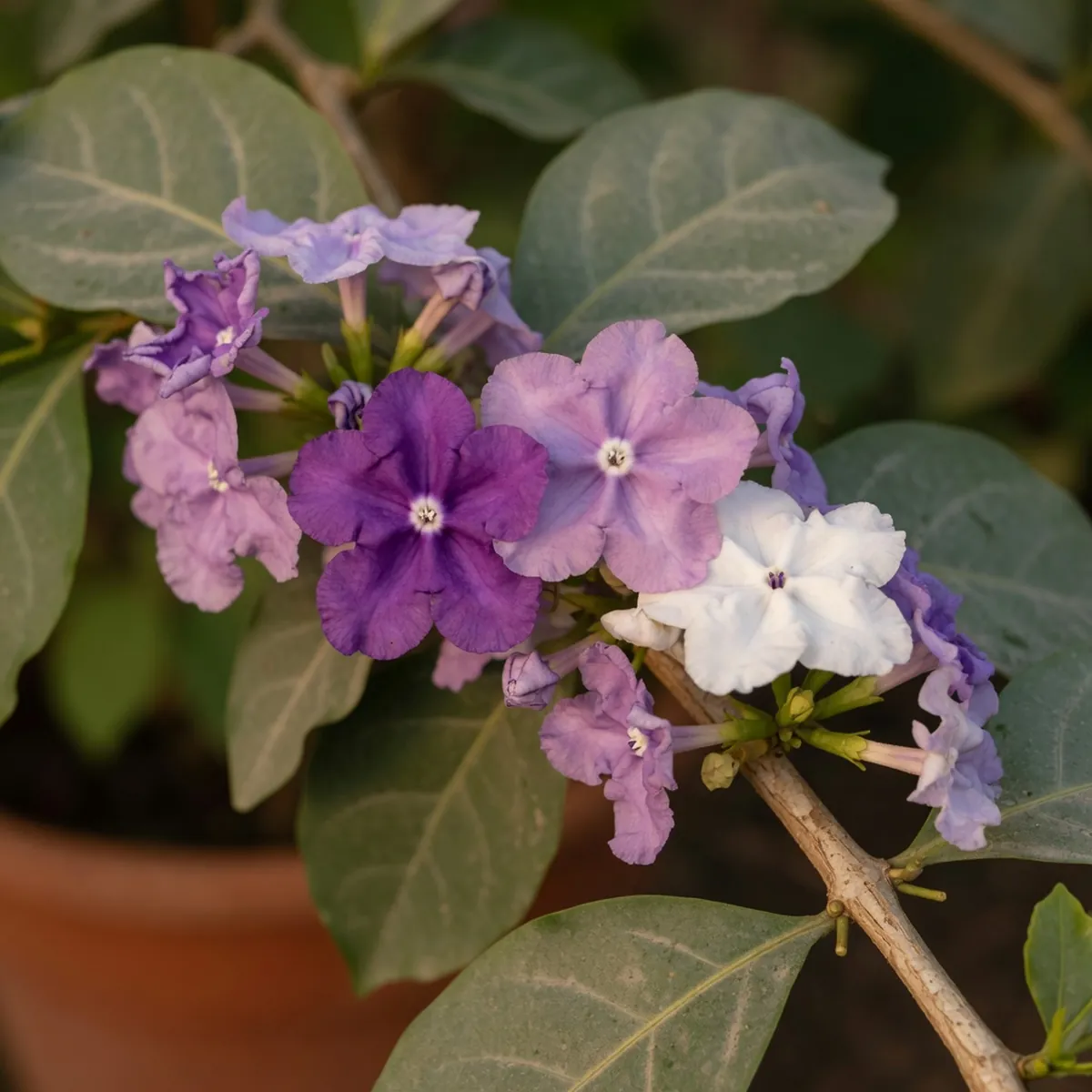 Close-up of Brunfelsia pauciflora flowers showing the distinct purple, lavender, and white color stages on the same branch.