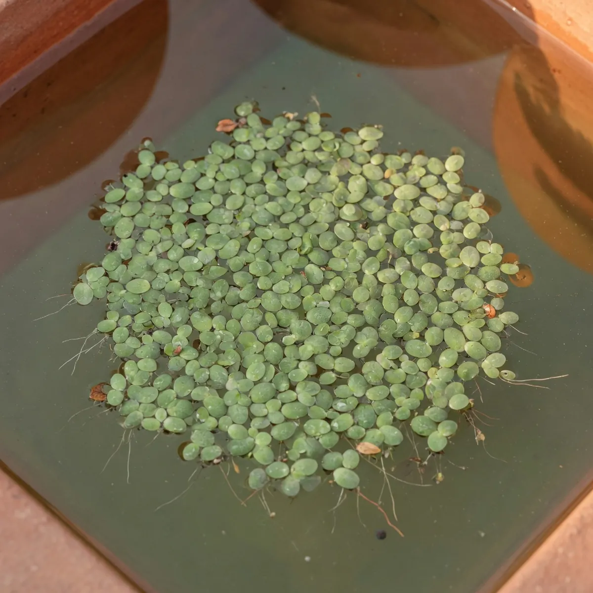 Tiny green duckweed plates floating on calm water surface with single rootlets visible.