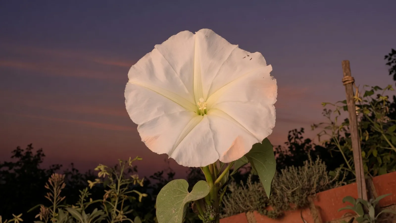 A single large white moonflower bloom fully unfurled against a dark twilight sky.