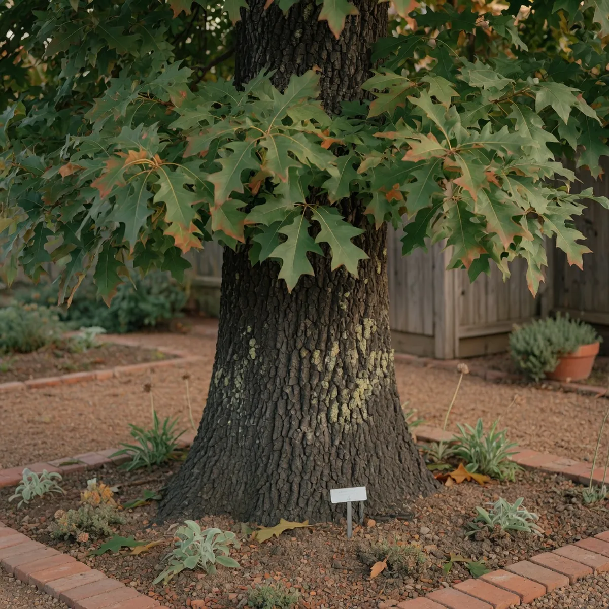 A mature sawtooth oak tree displaying its dark gray furrowed bark and leaves with distinct triangular lobes.