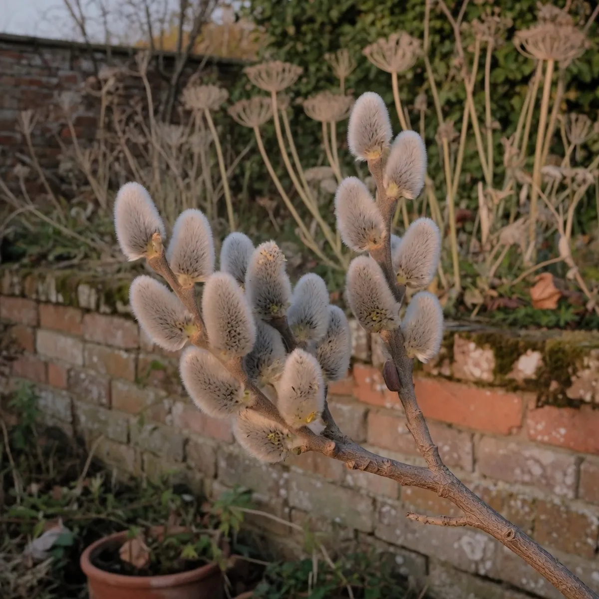 Close-up of fuzzy grey pussy willow catkins on a bare branch in early spring.