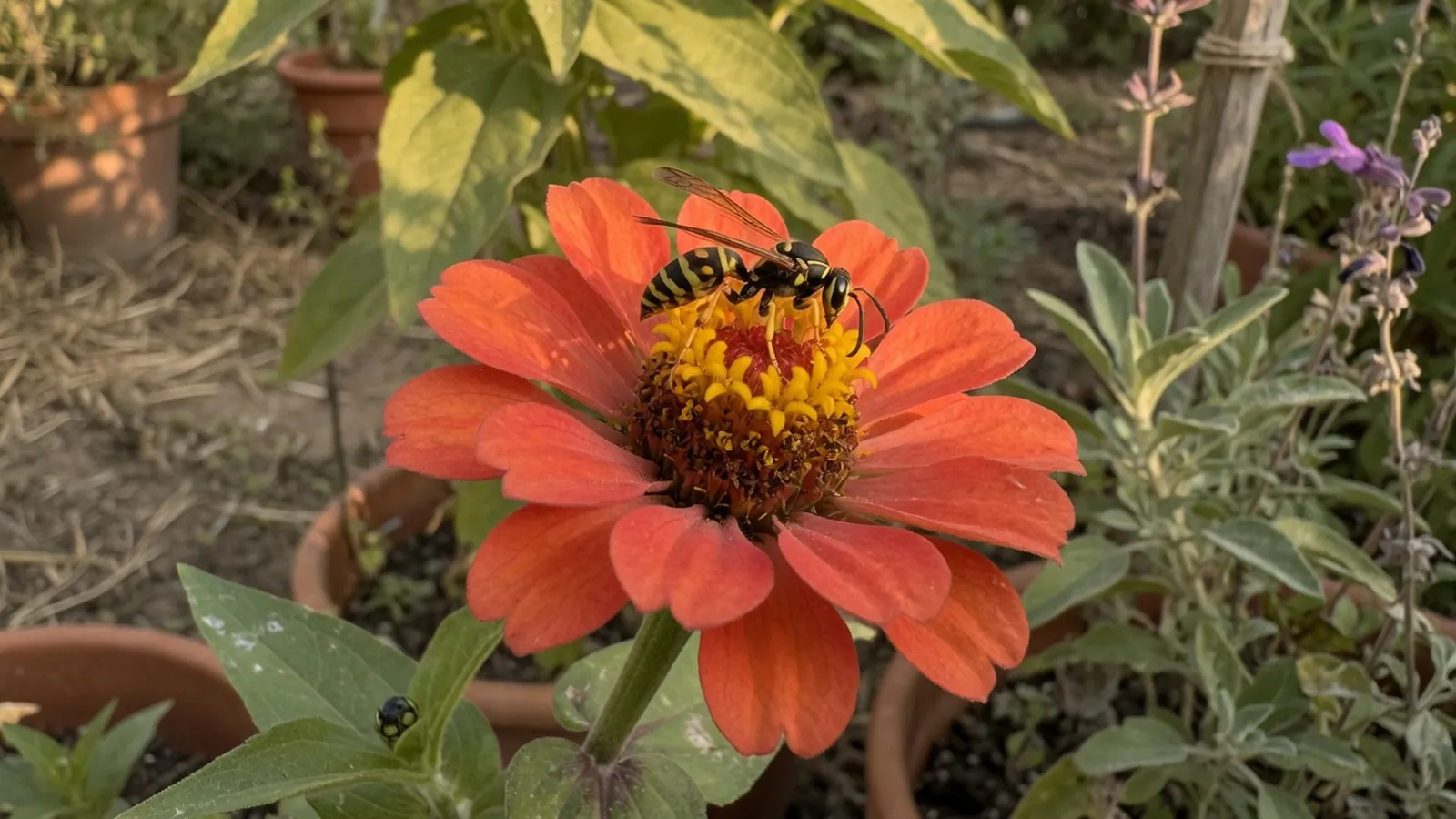 A yellow and black wasp resting on a vibrant garden flower.