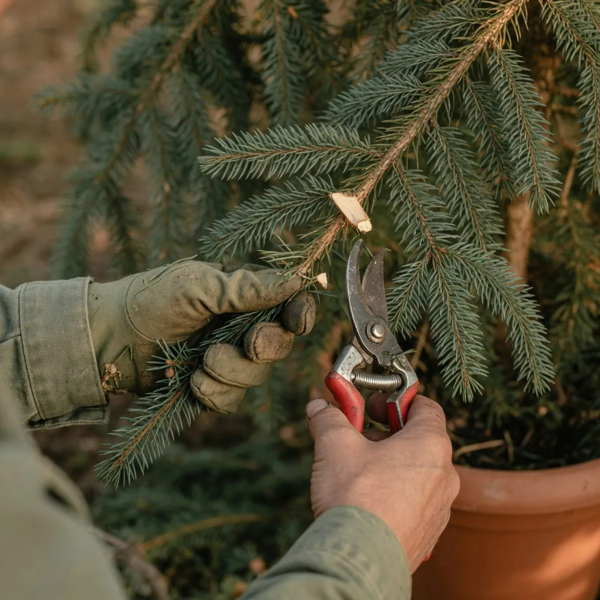 A pair of hands using sharp bypass pruners to trim a branch from a weeping Norway spruce.