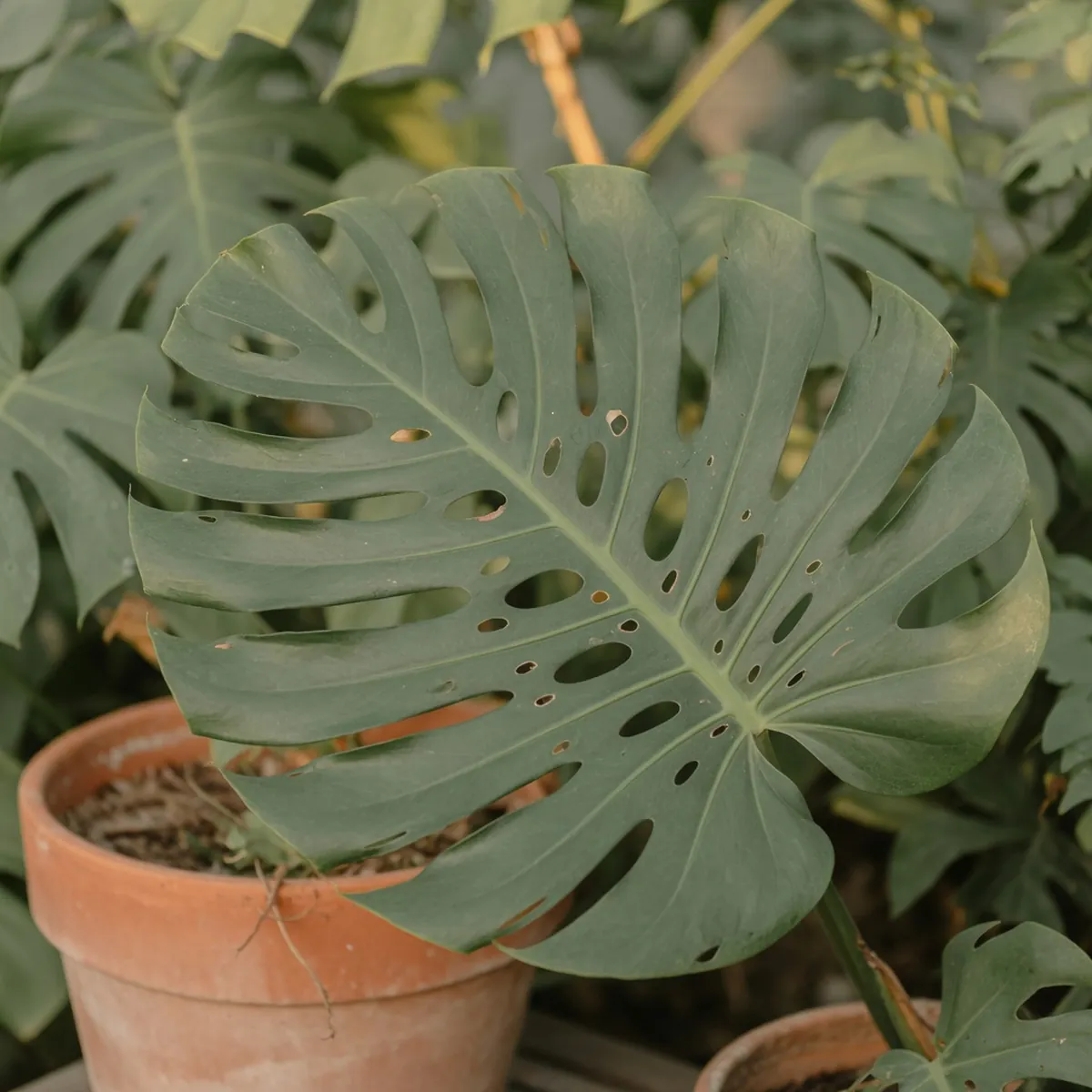 A single large leaf of a split-leaf philodendron showcasing its characteristic deep slits and waxy surface.