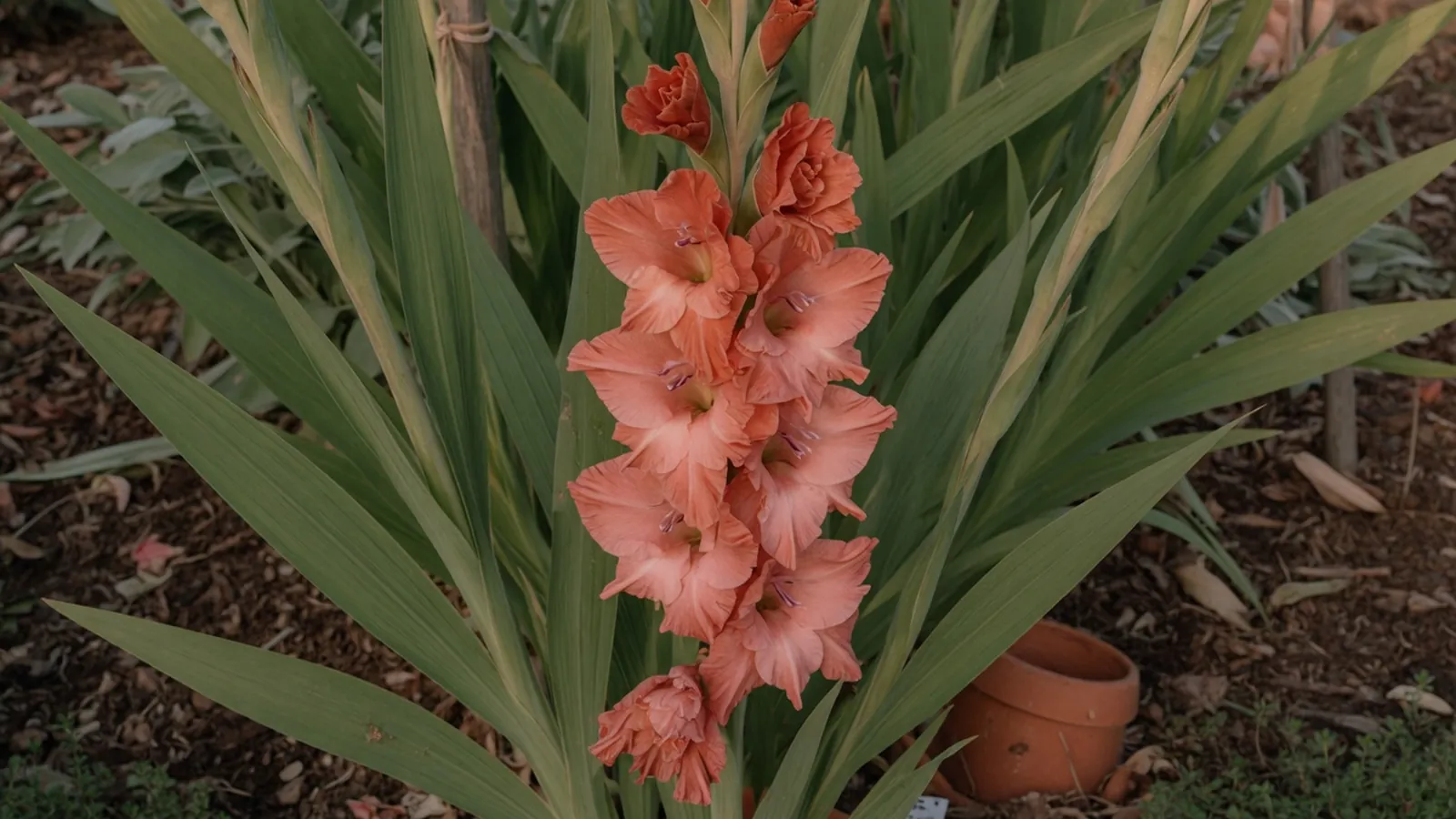 A vibrant gladiolus flower spike rising from a well-maintained garden bed with soft green foliage.