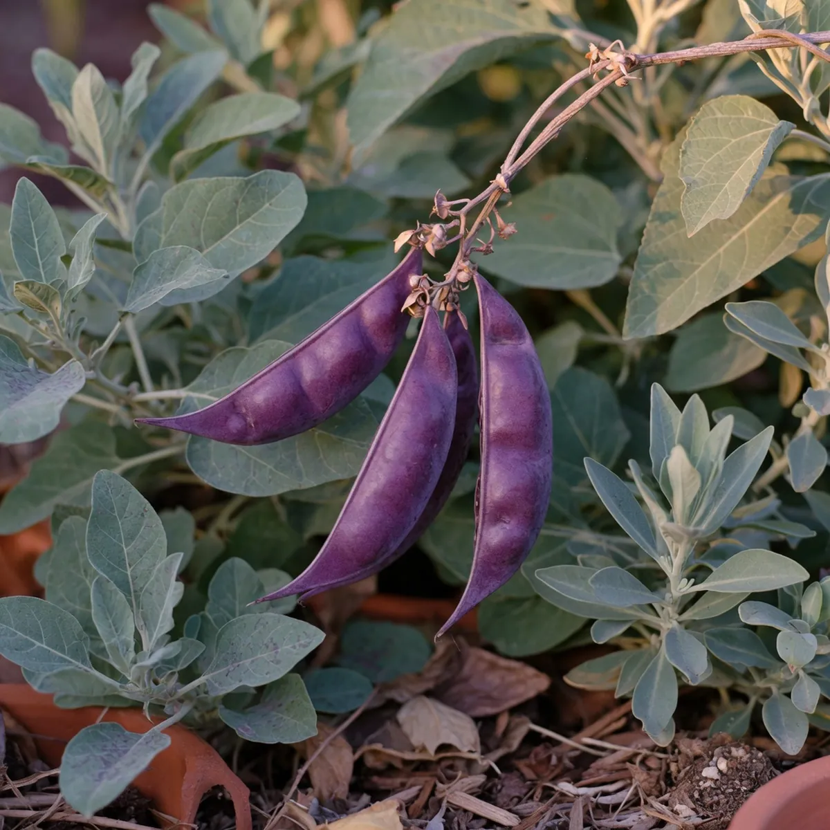 A close-up of striking purple seed pods hanging from a vine among blue-green foliage.