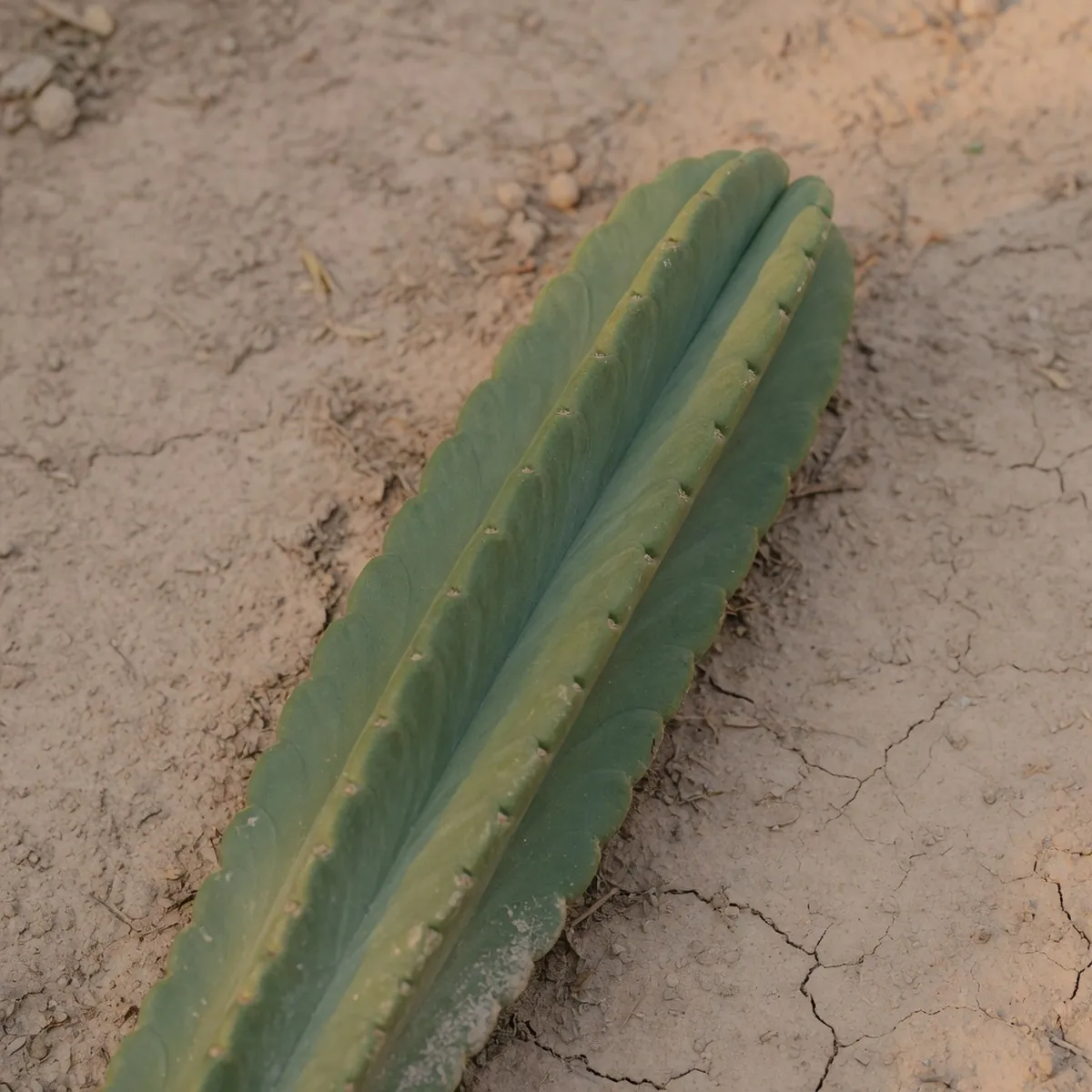 A close-up view of a green columnar cactus stem showing deep vertical ridges and a waxy surface.