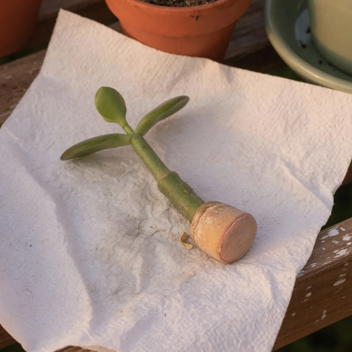 A single jade plant stem cutting with a callused end resting on a dry paper towel.