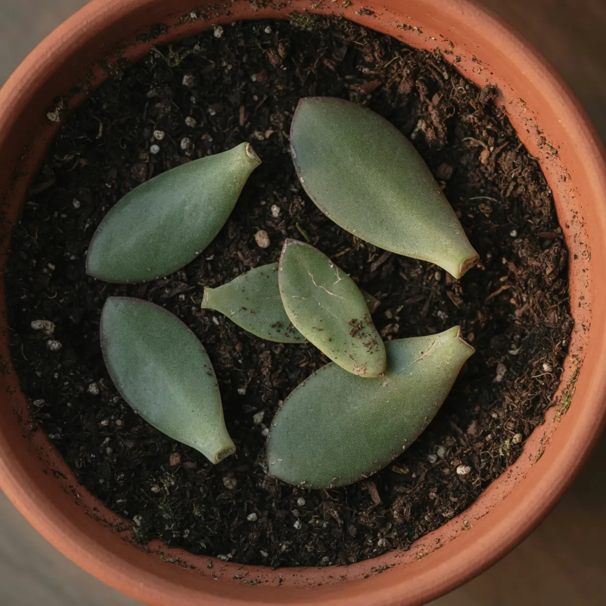 Several jade plant leaves arranged flat on the surface of a pot filled with potting soil.