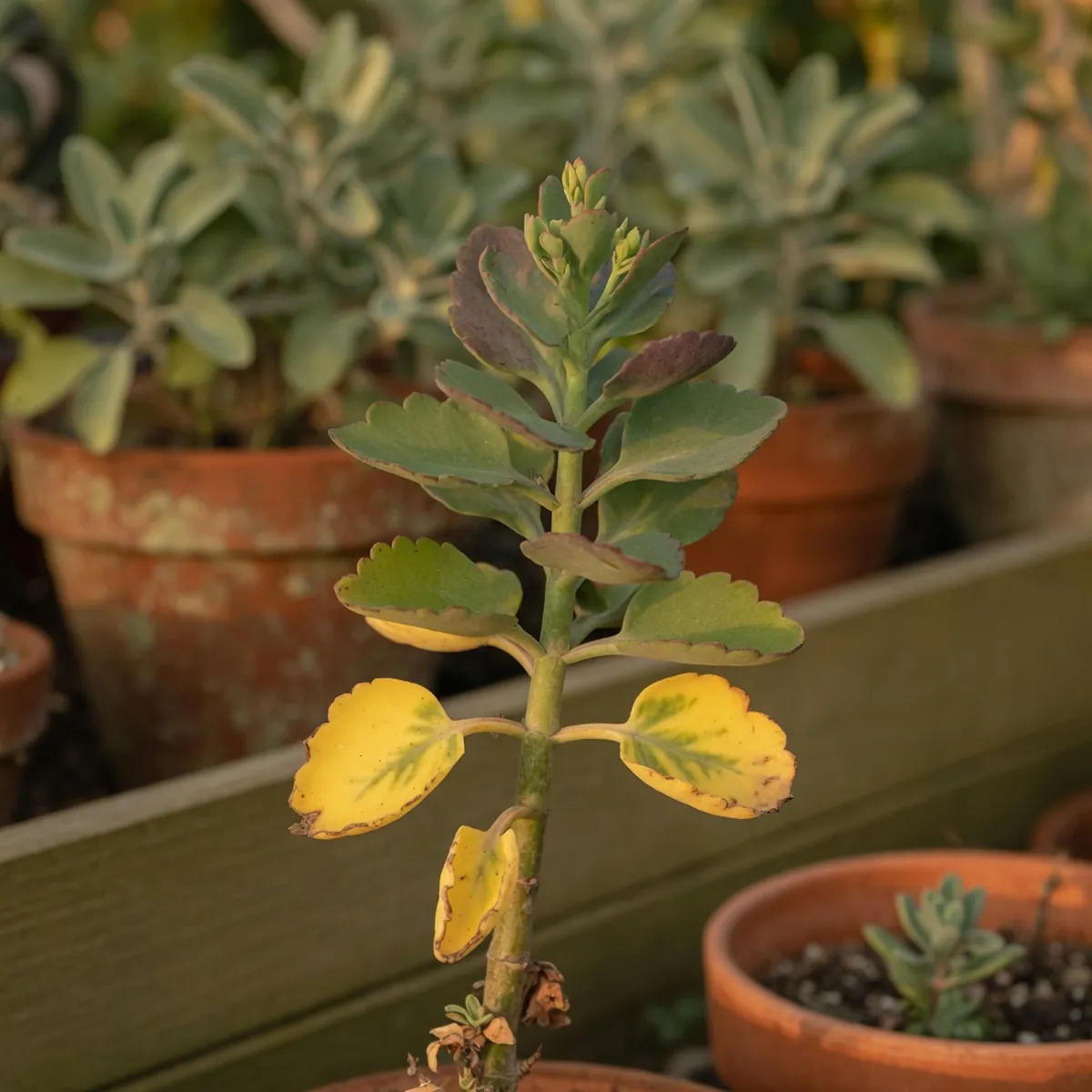 A healthy kalanchoe stem with thick green leaves and a few yellowing leaves ready for removal.