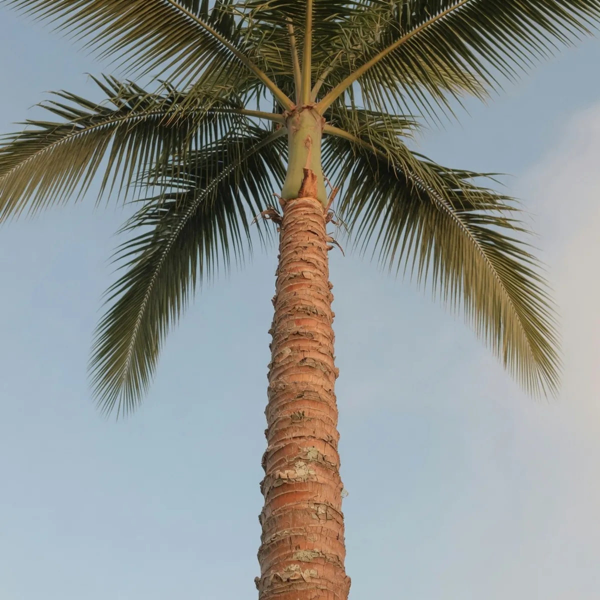 A single palm trunk topped with large compound leaves reaches toward the sky.