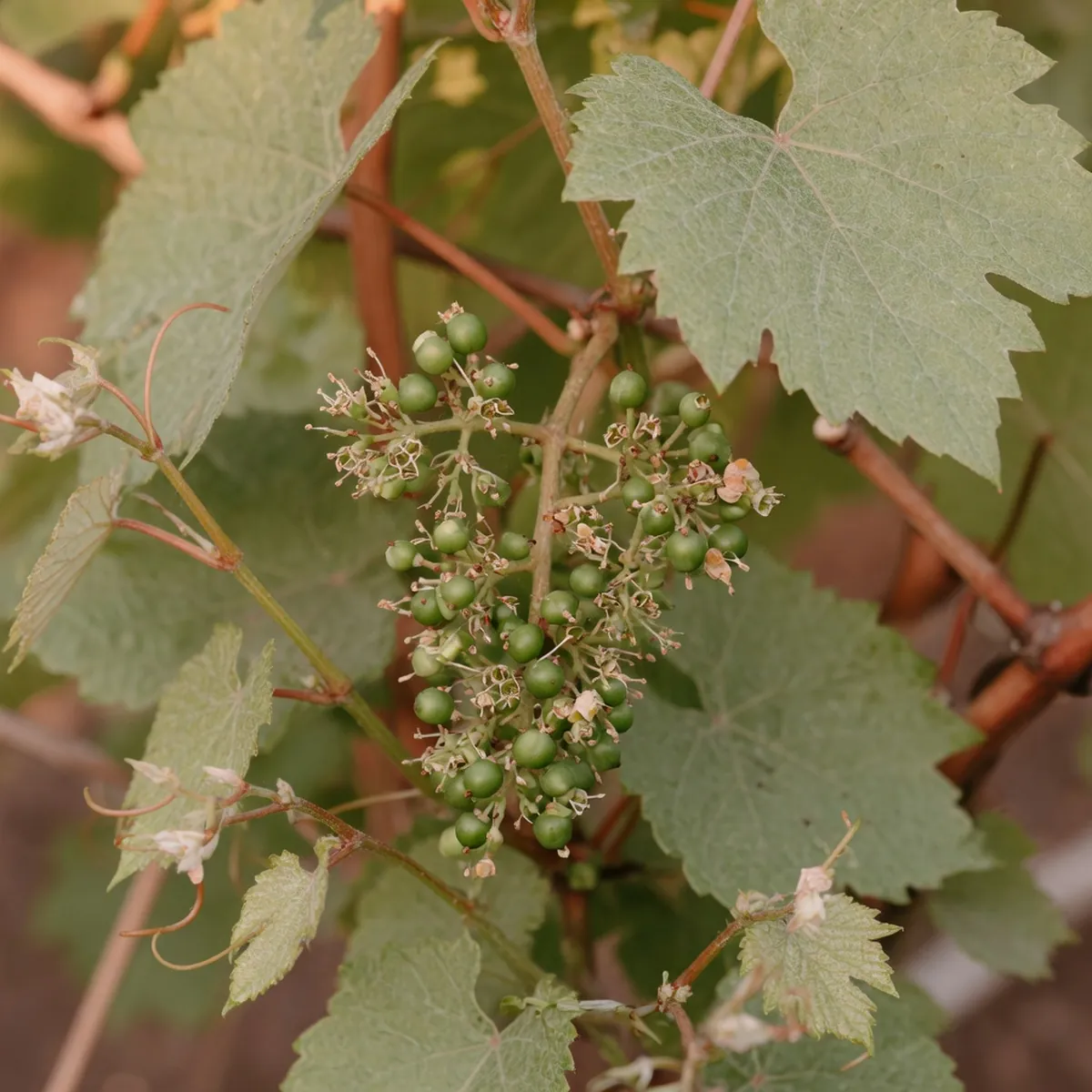 A cluster of tiny green grape berries forming on a vine after pollination.