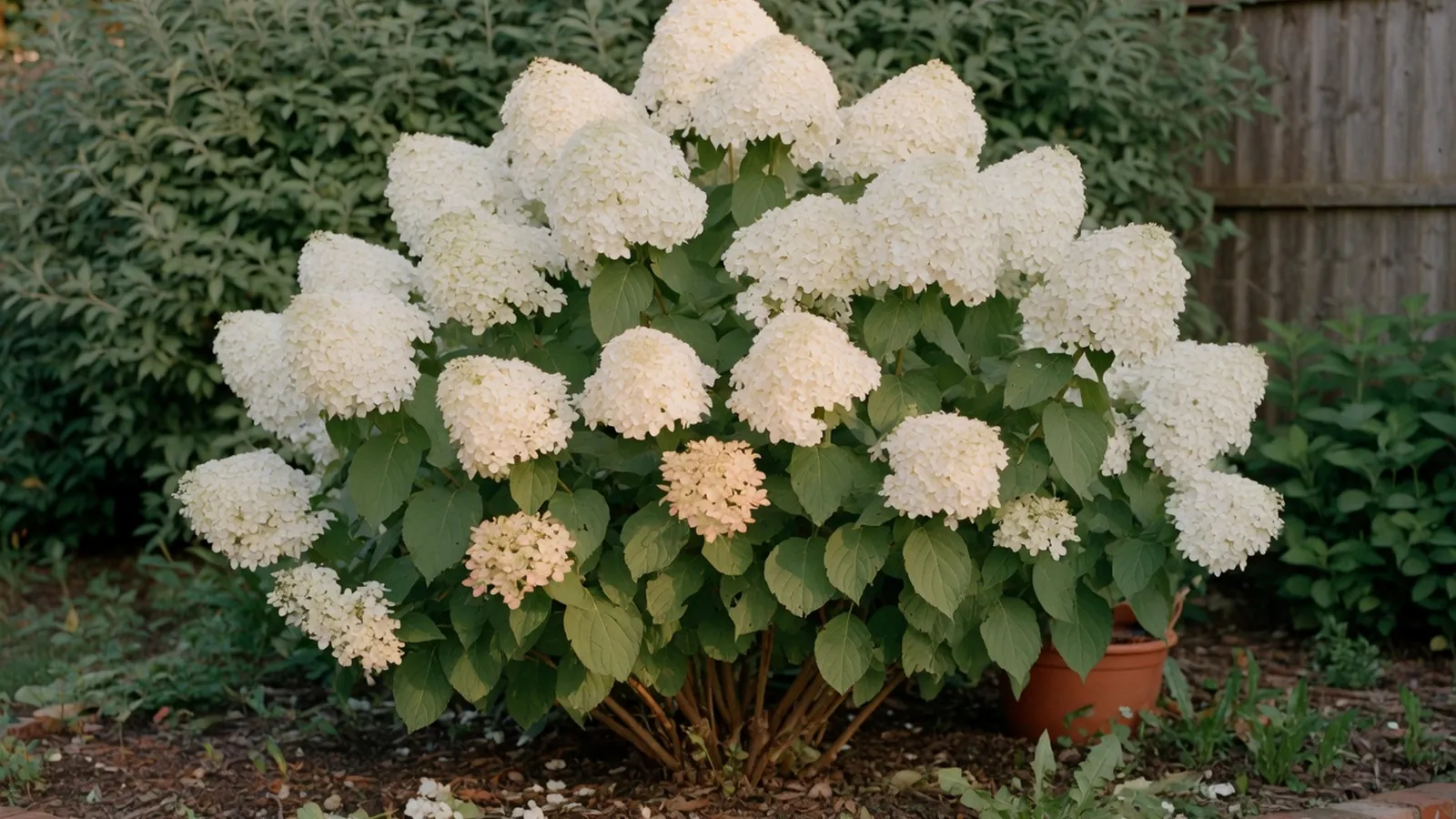 A mature limelight hydrangea shrub displaying its characteristic pyramid shape and creamy-white flower clusters.