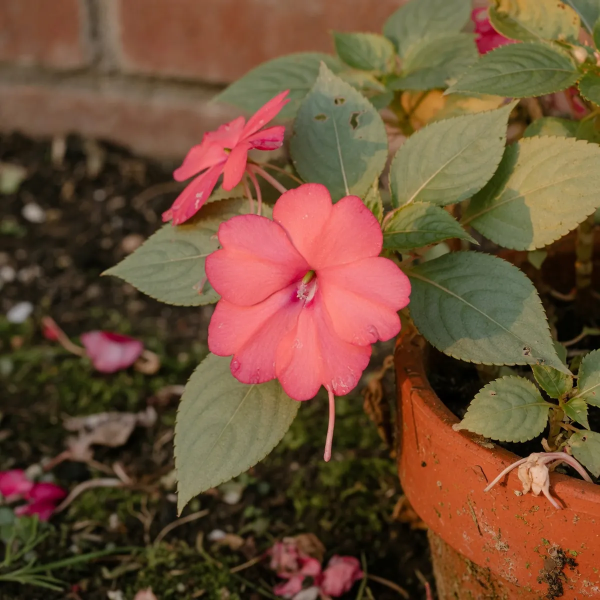 A single bright pink impatiens bloom surrounded by soft green foliage in a garden setting.