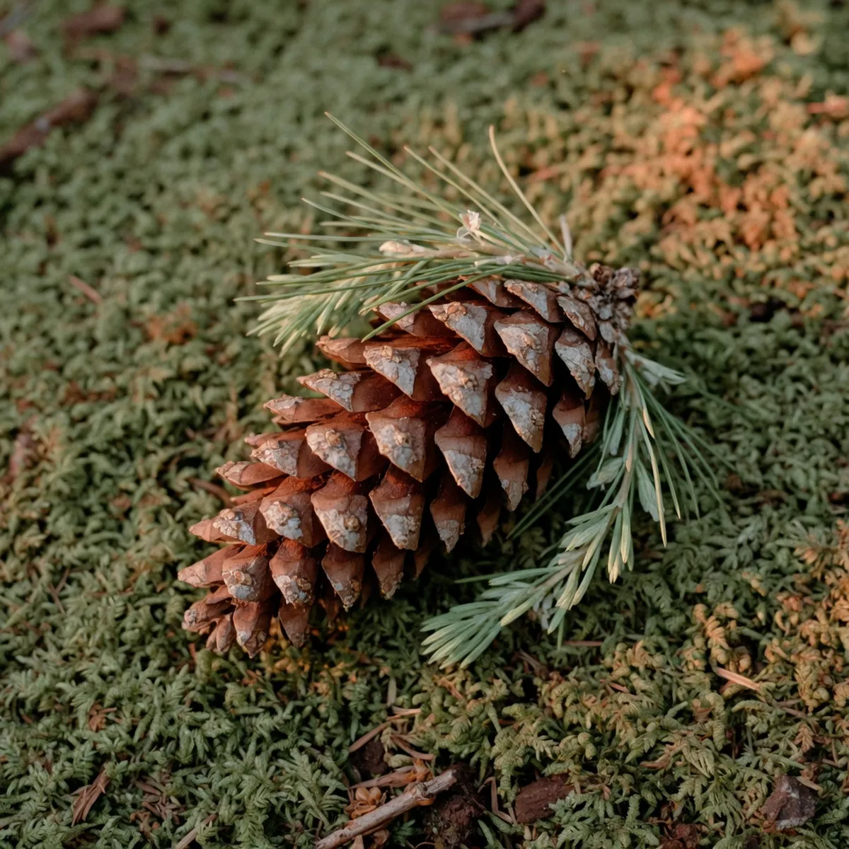 A close-up of a textured eastern white pine cone with delicate green tassel needles.