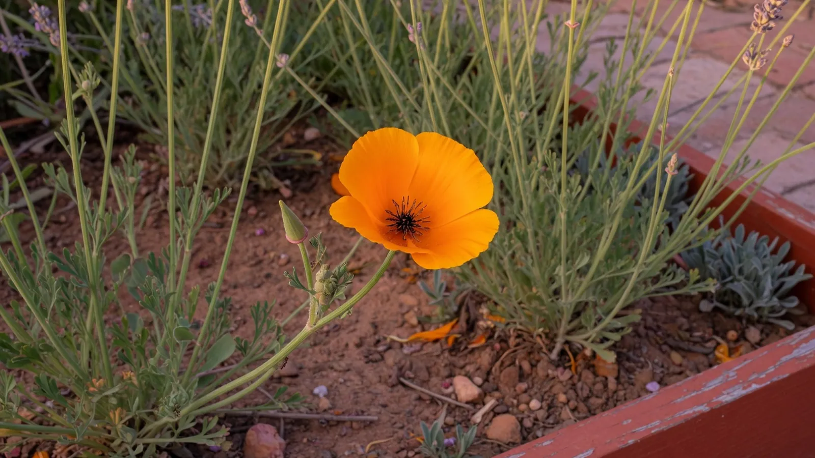 A single bright orange California poppy blooming among slender green stems.