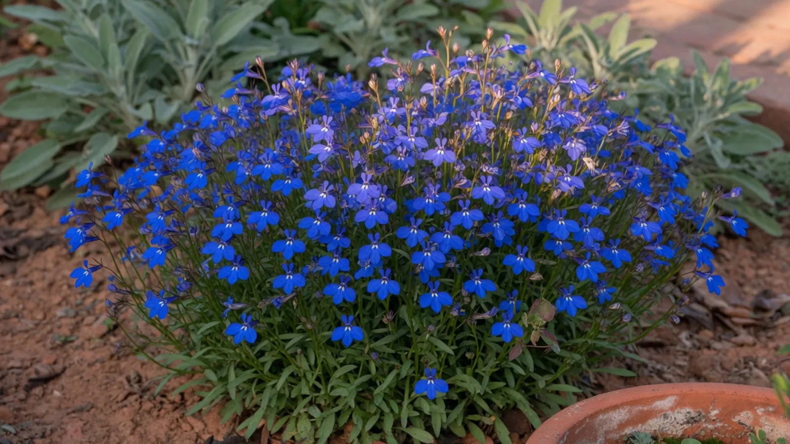 A cluster of vibrant blue lobelia blossoms blooming densely among fine green foliage in a garden bed.