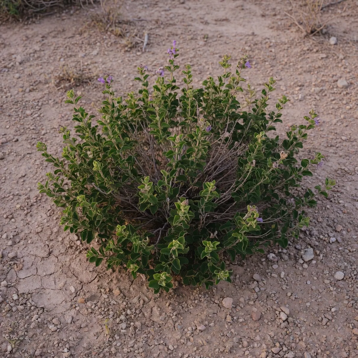A cluster of Mojave Sage plants with small, glossy green leaves growing in dry soil.
