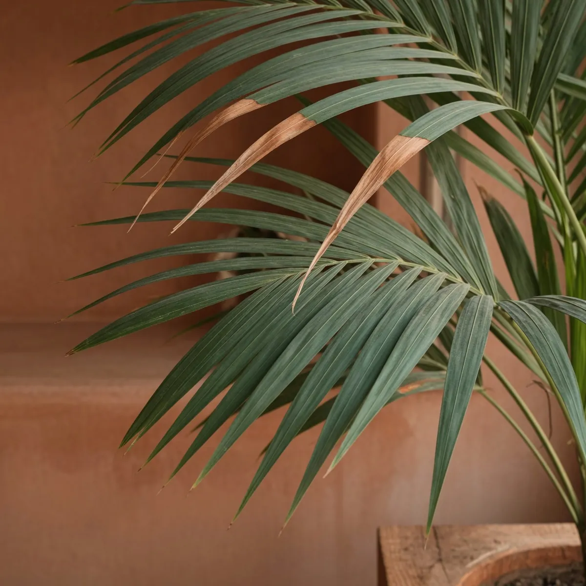 Close-up of majesty palm fronds displaying healthy green blades alongside a few brown, dried tips.
